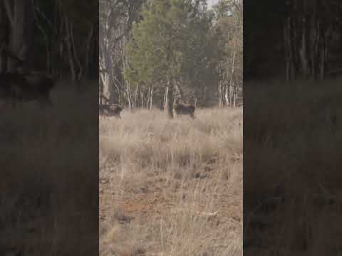 KC culls a malformed Red stag.