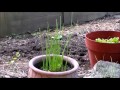 How to Harvest Chives - Cut and Come Again!