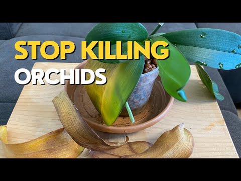 , title : 'Stop Killing Your ORCHIDS | Orchid Leaves Turning Yellow'