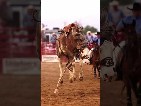 Buckin horses without riders is a special interest of mine