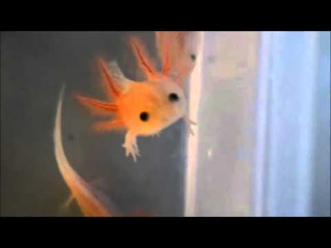 Axolotl Basic Movements