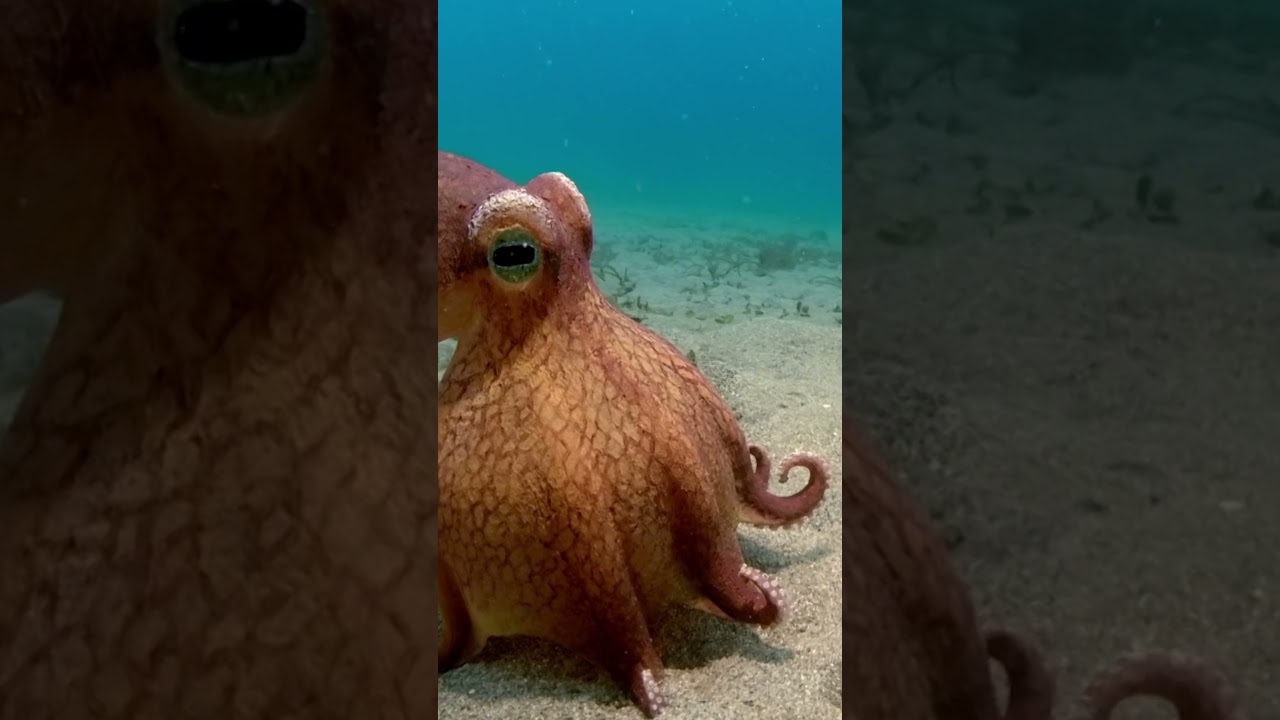 What a trickster! #naturepbs #spyintheocean #octopus #mimicoctopus