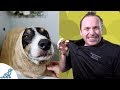 Simple Hacks To Bath Your Dog Professional Dog Training Tips