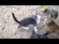 FEEDING LAMB AND KITTENS AT IRON S CREEK RETREAT WELLNESS RANCH