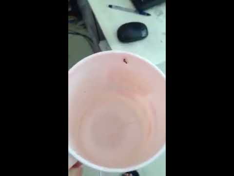 Nairobi Fly dangerous