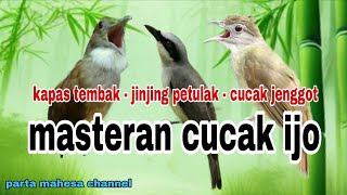 Download lagu Kompilasi Masteran Kapas tembak - Jinjing petulak - Cucak jenggot‼️Masteran Cucak ijo Tembakan Kasar mp3