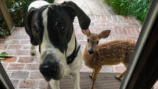When your dog brings home a friend 🙈🤣Funniest Dog Ever!
