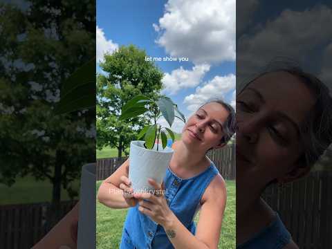 The easiest way to grow a mango plant from seed #mangoseed #growingplants #plantgrowth