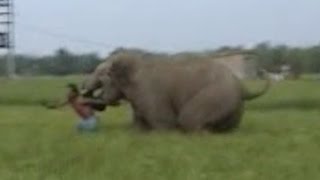 Elephant Charges At Man During Rampage