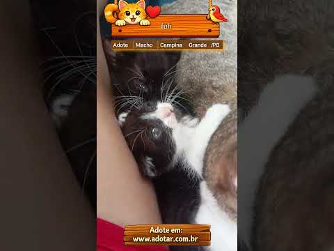 Vídeo de fufi