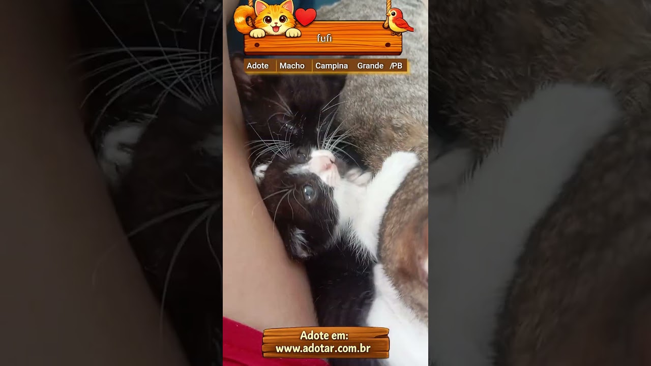 Gato raça SRD-ViraLata idade Abaixo de 2 meses nome fufi