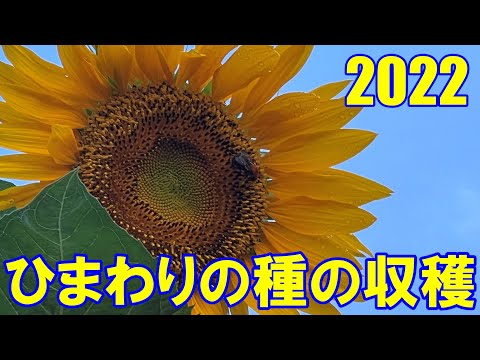ヒマワリの種の収穫: これが仕組みです 植物