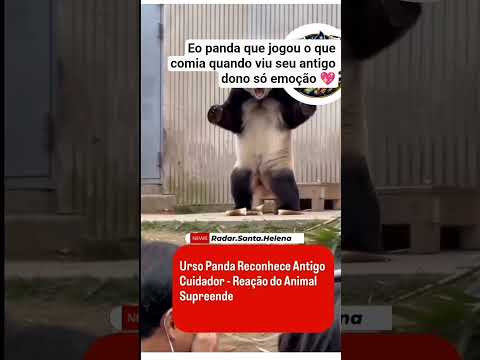 Panda joga o que comia quando seu antigo dono chama