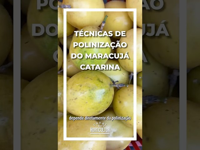 O segredo de um maracujá de qualidade está nos detalhes da polinização!
