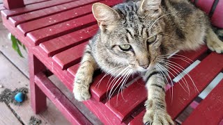 Cats Are Liquid: ALitS (World 5)