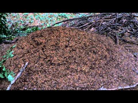 Mravec lesný - šikovný a pracovitý staviteľ