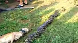 dog eaten by giant snake amazing video