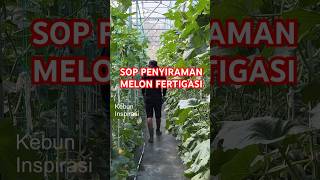 Download lagu penyiraman nutrisi melon hidroponik fertigasi / irigasi tetes #melonhidroponik #budidayamelon mp3 Download lagu penyiraman nutrisi melon hidroponik fertigasi / irigasi tetes #melonhidroponik #budidayamelon mp3