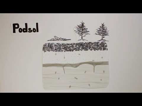 Podsol Teil 2