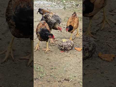 Biguaçu Santa Catarina 👍🫵