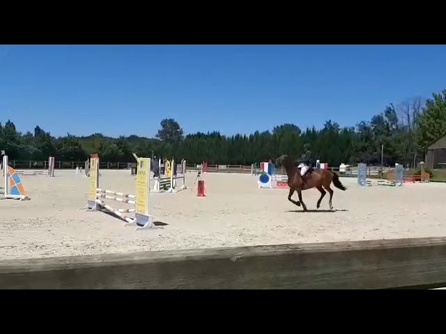 jument selle francais