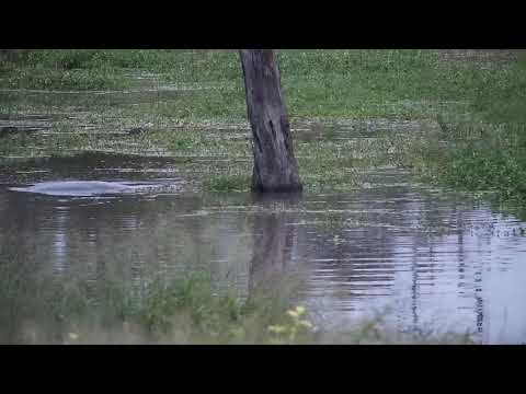 Djuma: Hippo family of three - 05:17 - 01/07/21