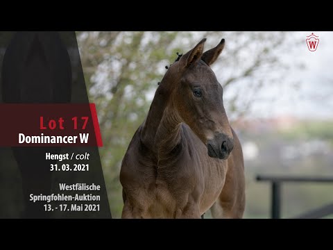 Springfohlen-Auktion 13. - 17. Mai Lot 17 Dominancer W Hengst v. Dominator Z - Lancer III