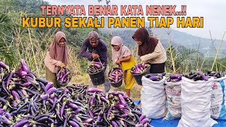 Download lagu TERNYATA BENAR KATA NENEK..!! KUBUR SEKALI PANEN TIAP HARI mp3 Download lagu TERNYATA BENAR KATA NENEK..!! KUBUR SEKALI PANEN TIAP HARI mp3