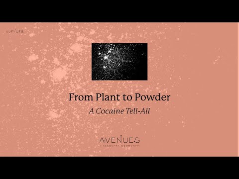 How Cocaine is Made: From Plant to Powder I Avenues Recovery