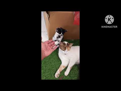 cat wali vidio cat ka kid 2023