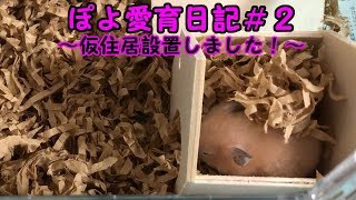ぽよ愛育日記＃２「仮住居設置しました！」【ゴールデンハムスター】