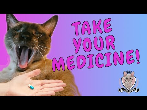 Need to Give a Cat a PILL? Here's How I Do It!