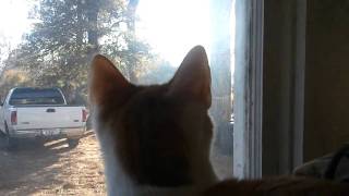 Monty Kitty Goes Crazy watching the Birds out the window