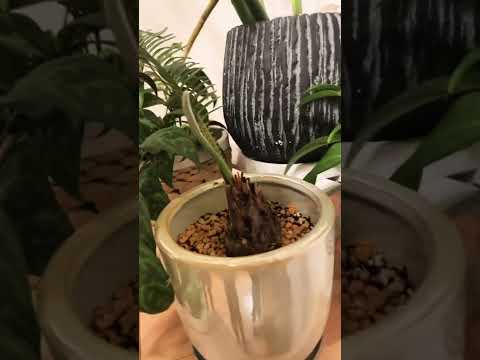 ソテツ、サゴヤシシダ 植物