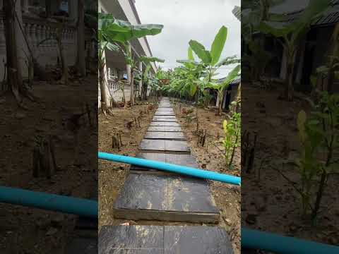 植物を健康に保つための庭でのバナナの皮の 5 つの使い方  庭園