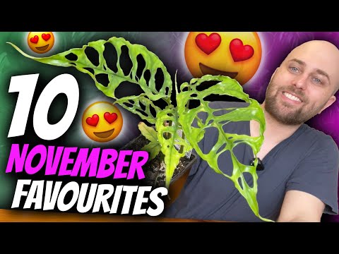 10 November Plant Favourites! | Monstera, Alocasia, Philodendron, Begonia, Tillandsia, & Syngonium!