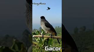 Download lagu Pikat Kutilang Gacor Memanggil Lawan #suarakutilang mp3 Download lagu Pikat Kutilang Gacor Memanggil Lawan #suarakutilang mp3