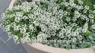 פטנט השקיה גאוני וחכם תוצרת כחול לבן של חברת סולידריפ