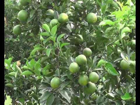 রংপুরে জনপ্রিয় হচ্ছে মাল্টা চাষ