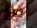 Ziziphus Jajube Jajube
