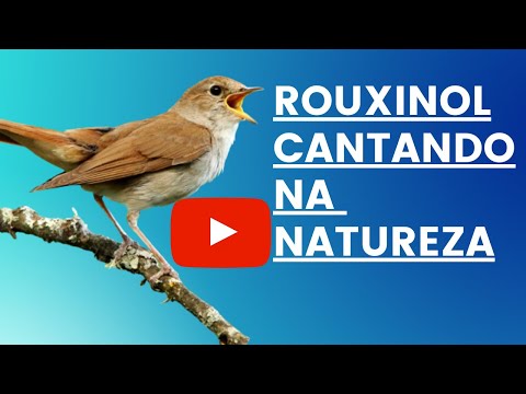 O Canto do Rouxinol