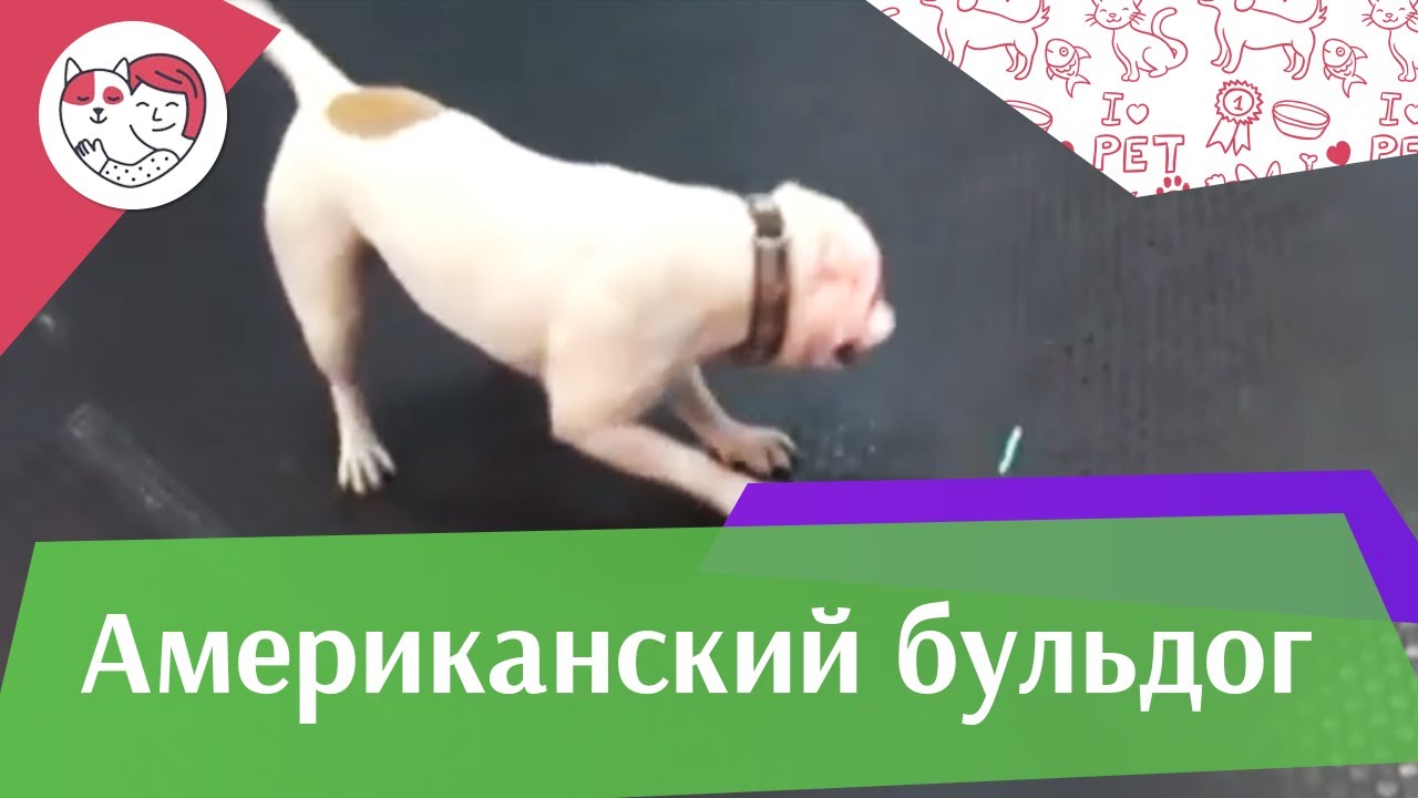 Американский бульдог Описание породы на iLikePet