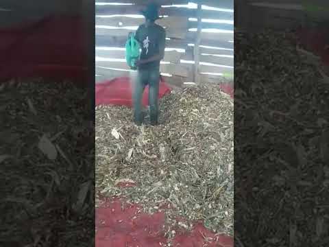 A balanced meal for our cows. Dry maize stovers mixed with dry sweet potatoes vines and molasse.😋