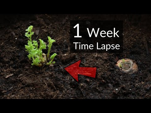 7 Day Time Lapse of Carrot Tops Growing