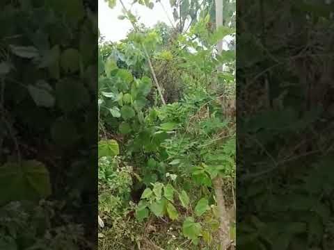 GREBEG !!! cewek stres lagi (mesum) lihat apa yang terjadi??
