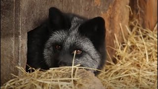 У Харківському зоопарку показали лисиць, яких найпростіше приручити