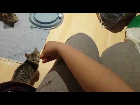 Chili sucht ein Zuhause bei lieben Menschen | Katze Tierschutz