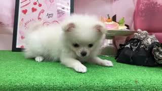 ハーフ犬の動画01