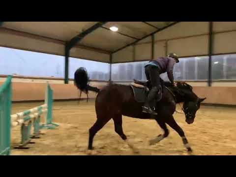 5j Stute von Diacontinus x Landsieger