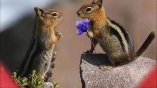 Ladyhawke - Chills (For St. Valentine's Day)